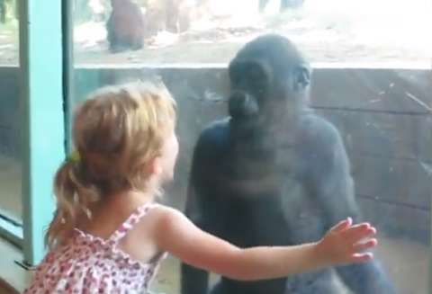 Little Girl and Baby Gorilla Become Friends
