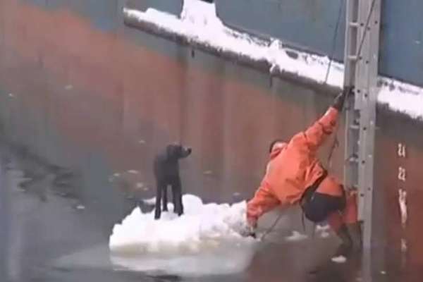 Amazing Compilation of People Rescuing Dogs in Need