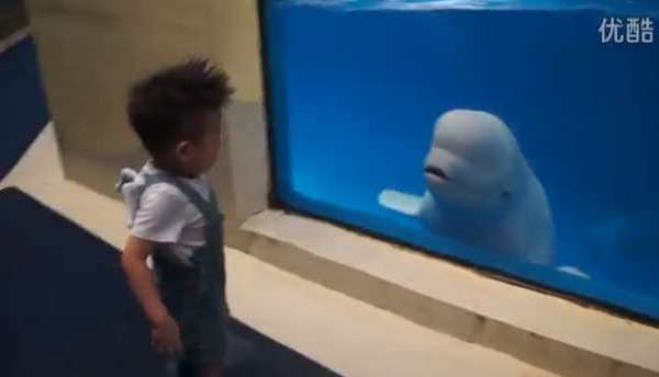 Friendship With Beluga Whale