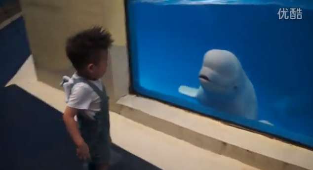 Friendship With Beluga Whale