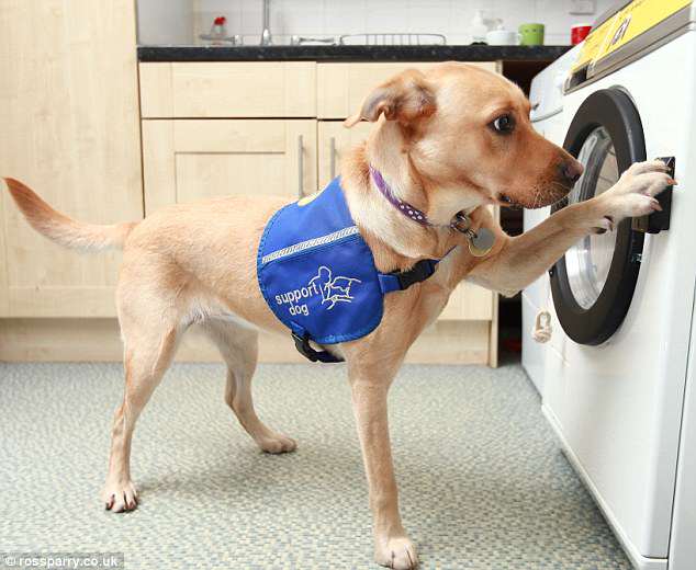 Duffy The Service Dog Does The Laundry Like A Pro!
