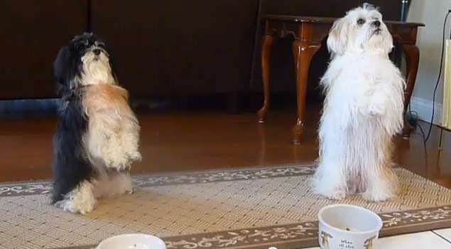 Praying dogs