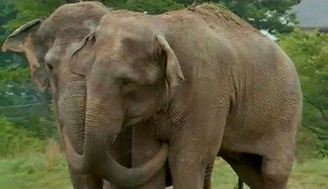 Two Elephants Reunited After More Than 20 Years