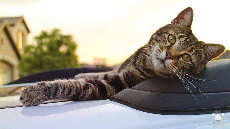 tara-hero-cat2