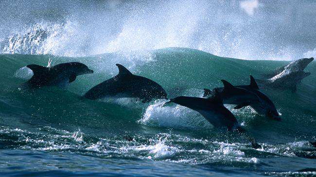 Surfing with dolphins2