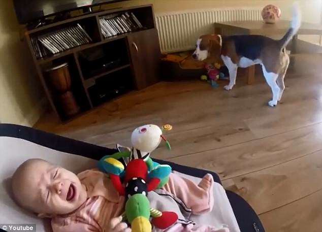 Charlie the guilty dog