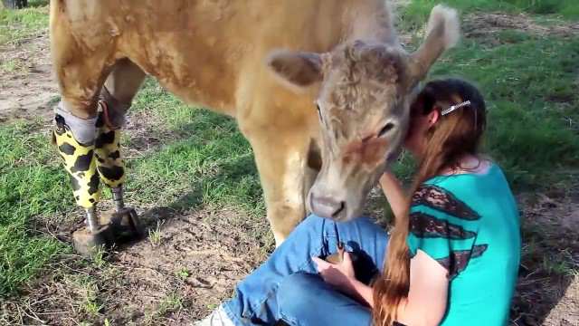 amputee cow