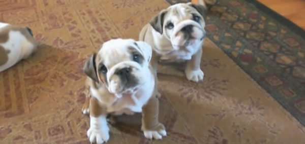 bulldog_compilation