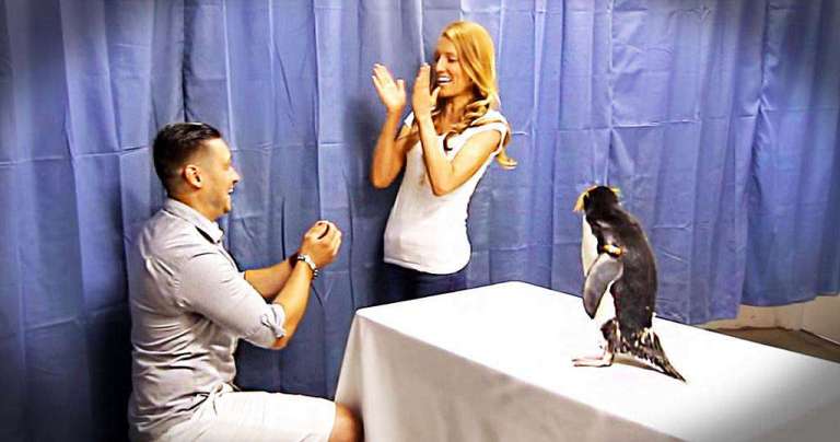penguine_proposal_FB