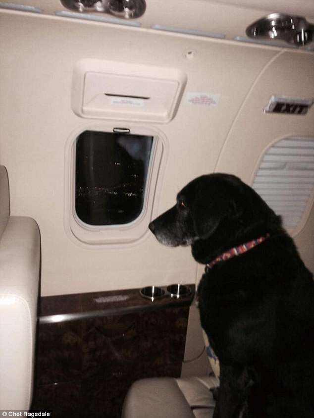 Dog in jet