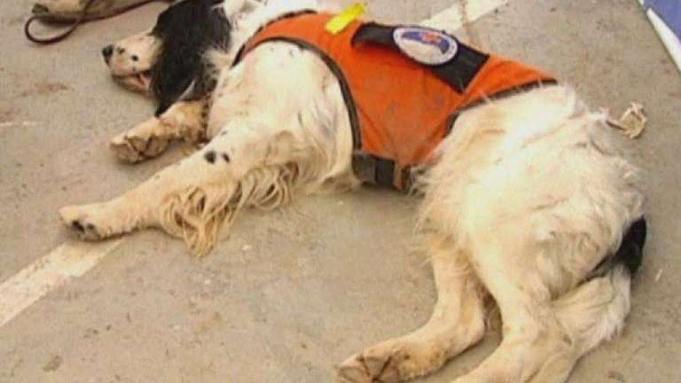 Sniffer Dog Exhausts itself