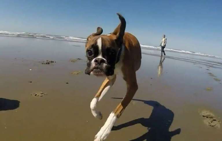 Two-legged-boxer-duncan-lou