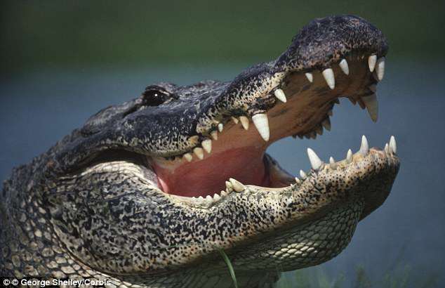 alligator