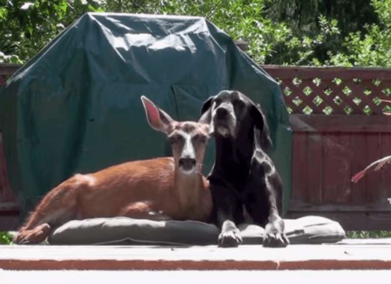 dog and deer love story