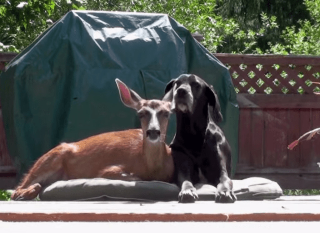 dog and deer love story