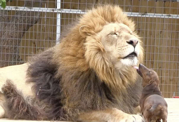 lion-and-dog-friendship-4