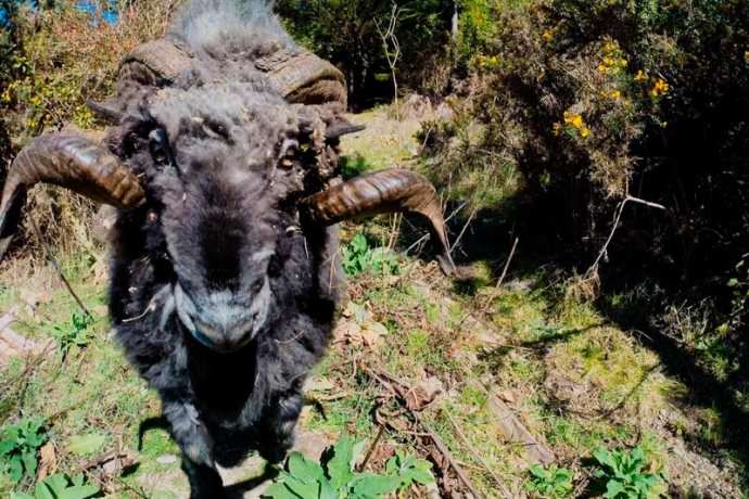 Ram