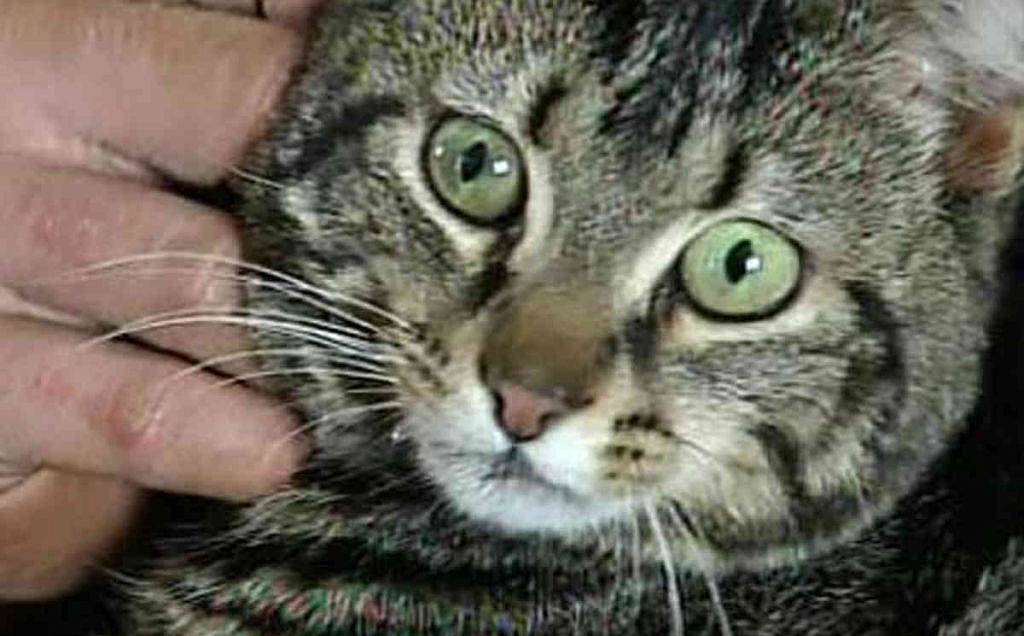 Sallie the cat