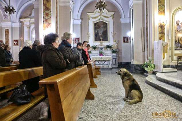 dog goes to church