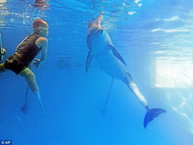dolphin with british amputee