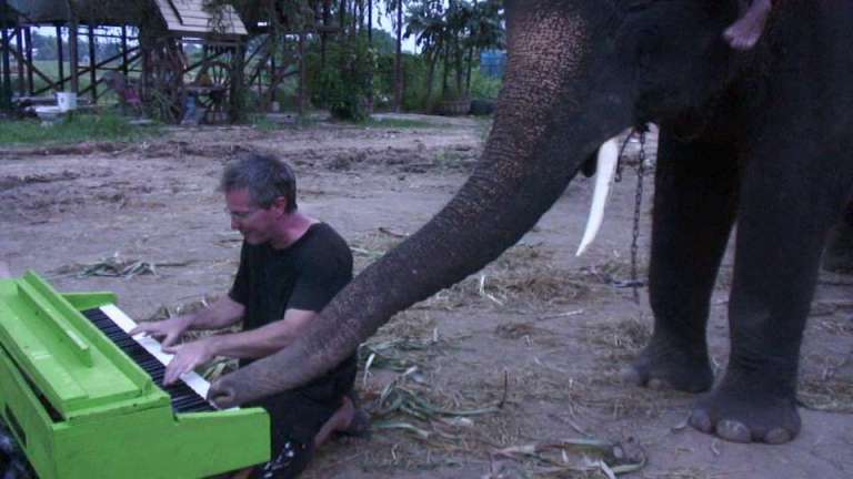 elephant plays piano