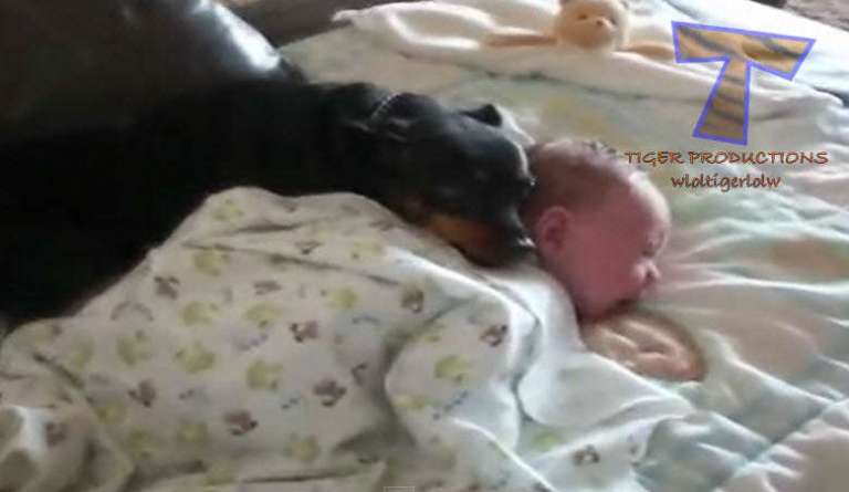 dogs and cats protecting babies2