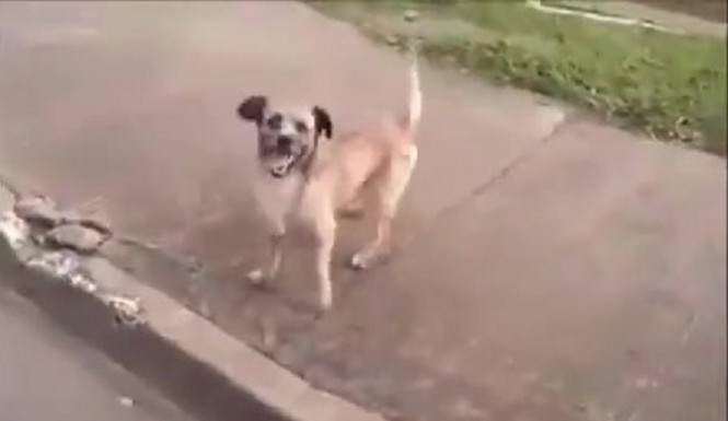 dog chases ambulance to be with owner