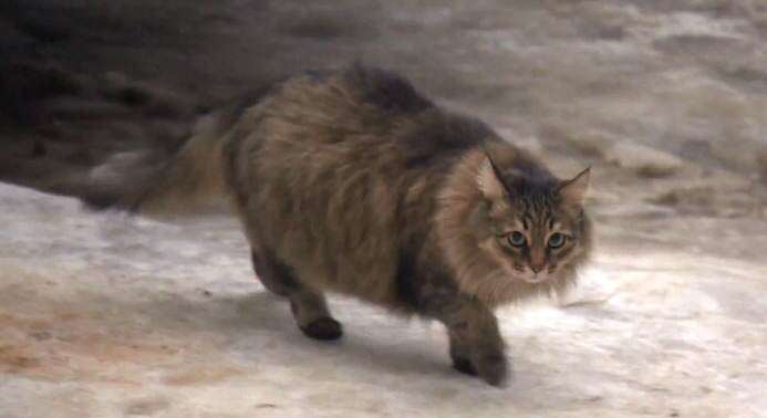 hero cat