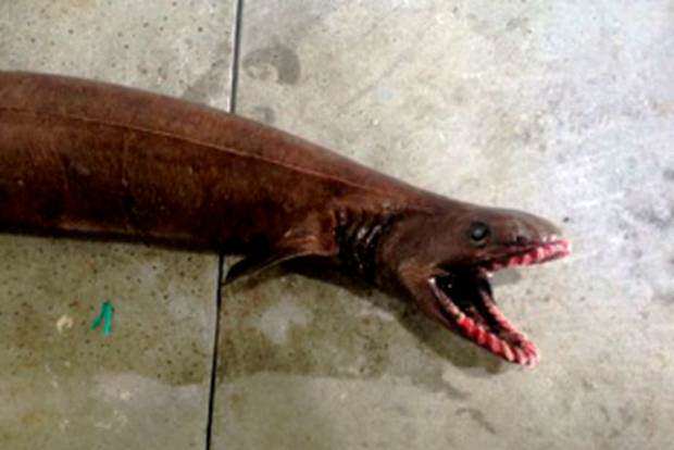 prehistoric shark