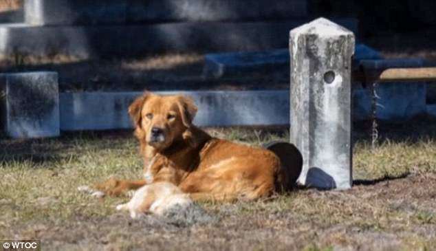 retreiver refuses to leave dead puppy