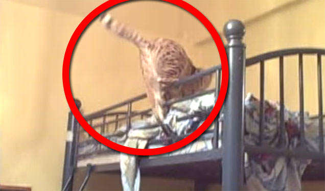 savannah-jumping-into-andreas-bed