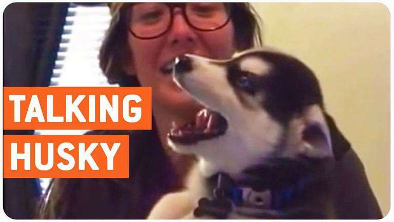 talking husky puppy