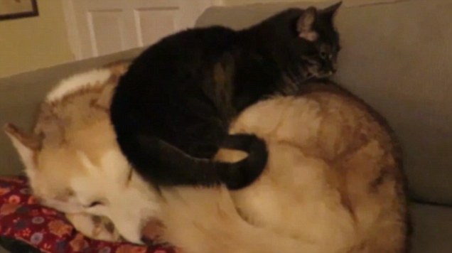 cozy cat bed