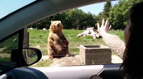 waving bear