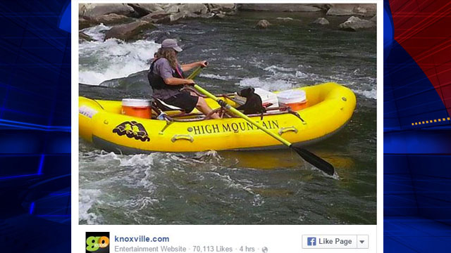 bear cub rescued from river