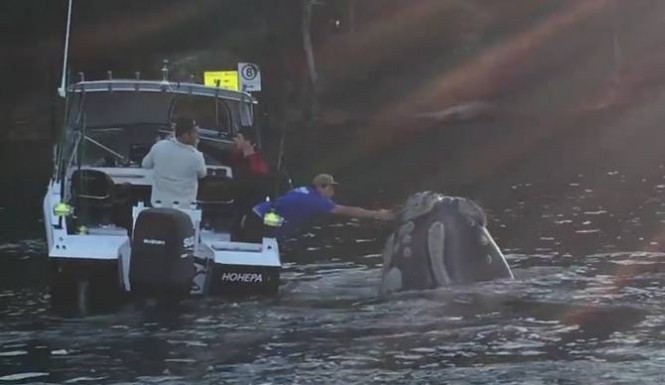 Whale-Rescue-670-665x385