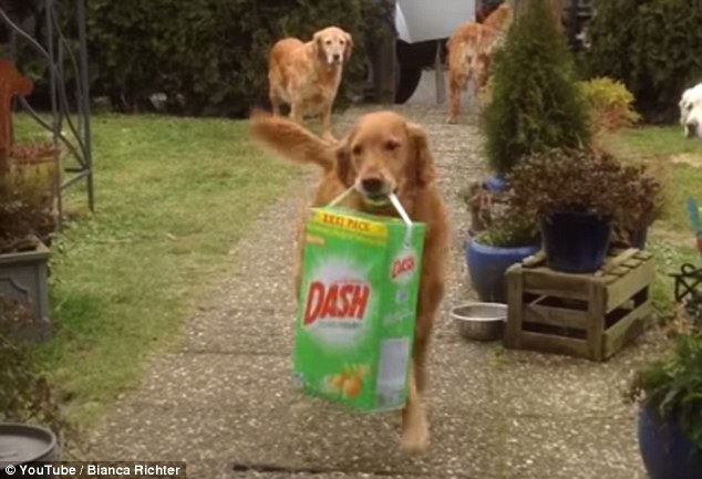 golden retrievers