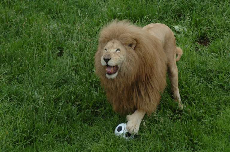 lions plays soccer