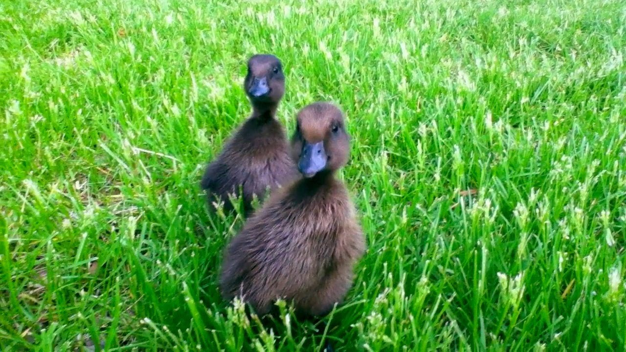 ducks