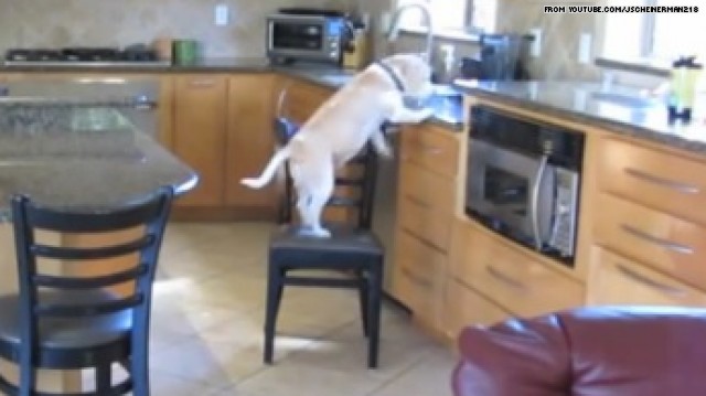 Beagle-Chicken-Nuggets-1