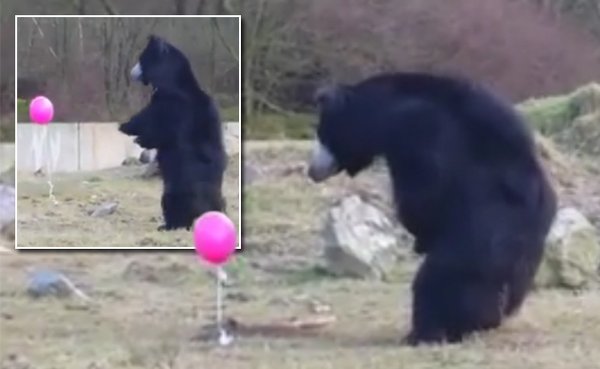 bears pink balloon