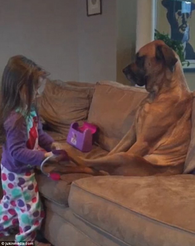 girl check up to dog