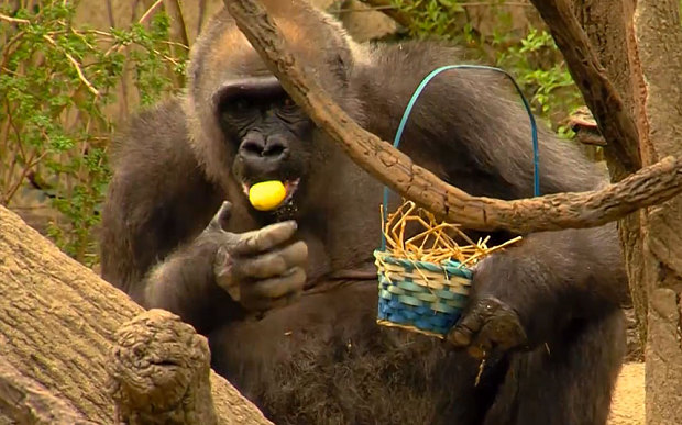 gorilla easter egg hunt
