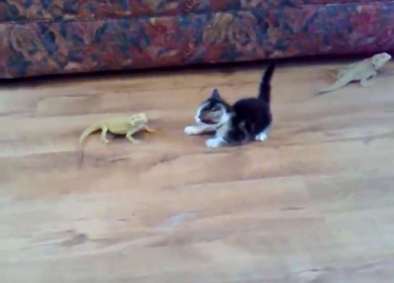 kitten lizard
