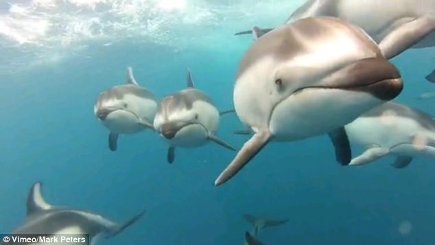 swimming with Dolphins