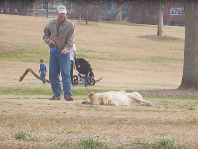 dog plays dead