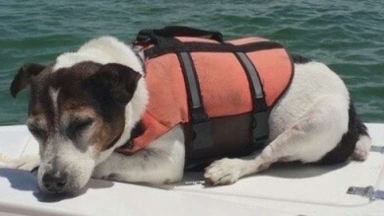 boaters rescue jack russel terrier