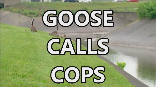 goose calls cops