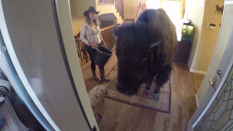 house broken bison 2