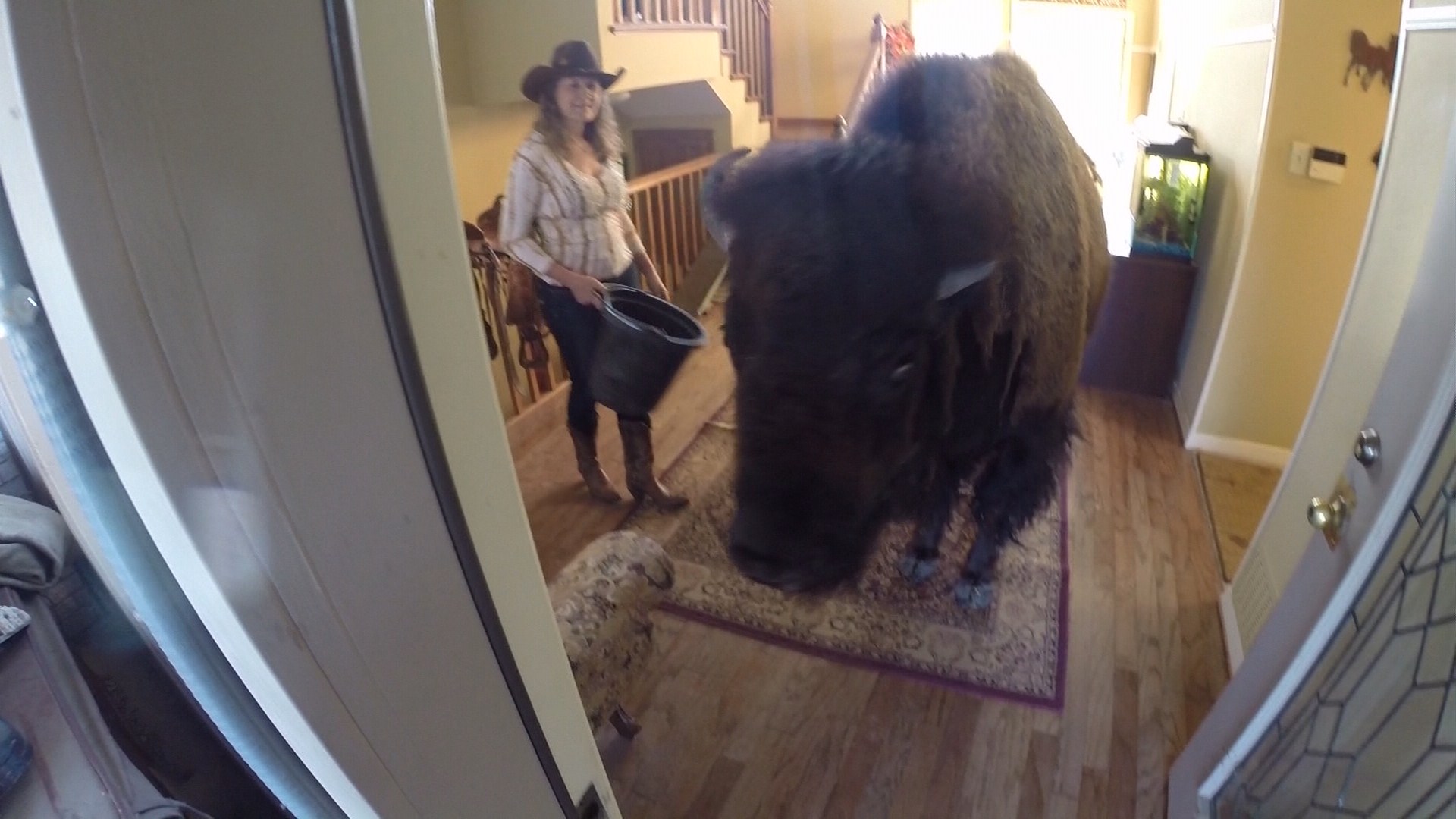 house broken bison 2